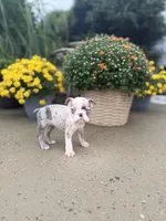 Tiny Merle boy, a male Boston Terrier for sale in Pearson, GA – 4 of 4