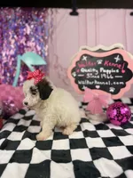 Toy female , a female Cavapoo for sale in Pearson, GA – 3 of 5