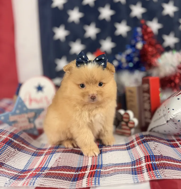 Cream girl  – Pomeranian puppy for sale in Pearson, GA