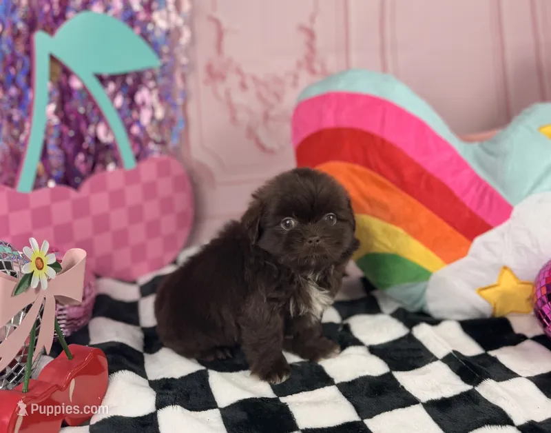 Tiny Chocolate male  – Shih Tzu puppy for sale in Pearson, GA
