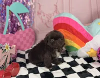 Tiny Chocolate male , a male Shih Tzu for sale in Pearson, GA – 1 of 2
