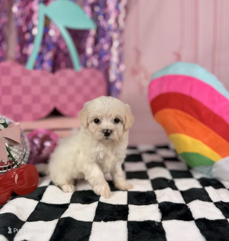 Little white male  – Maltipoo puppy for sale in Pearson, GA