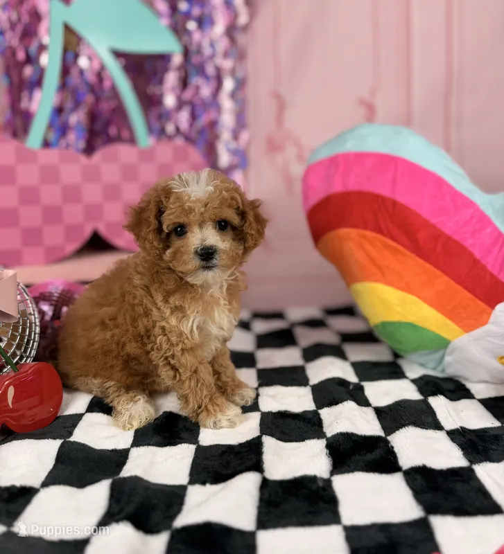 Red Toy Boy – Cavapoo puppy for sale in Pearson, GA