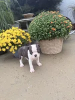 Brindle boy, a female Boston Terrier for sale in Pearson, GA – 3 of 4