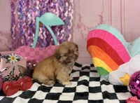 Liver Imperial Male, a male Shih Tzu for sale in Pearson, GA – 2 of 4