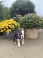 Pretty girl, a female Boston Terrier for sale in Pearson, GA – 3 of 4