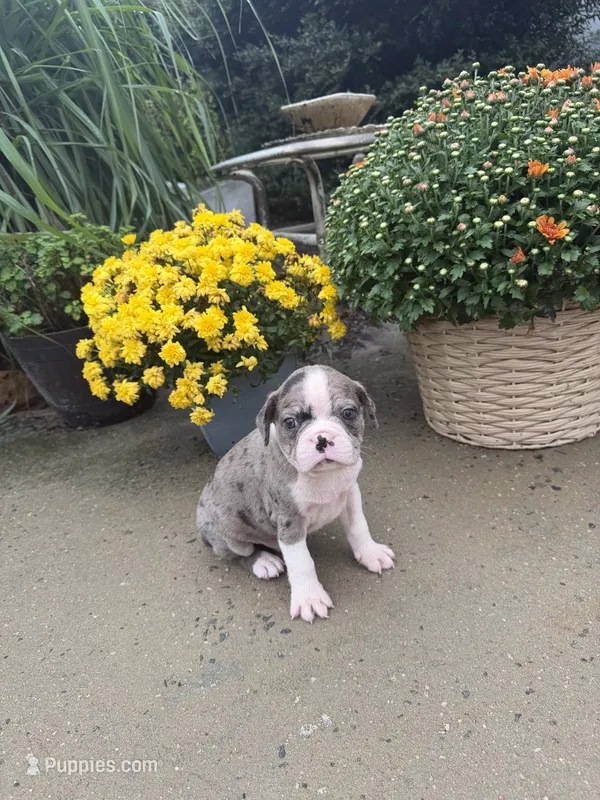 Merle male – Boston Terrier puppy for sale in Pearson, GA