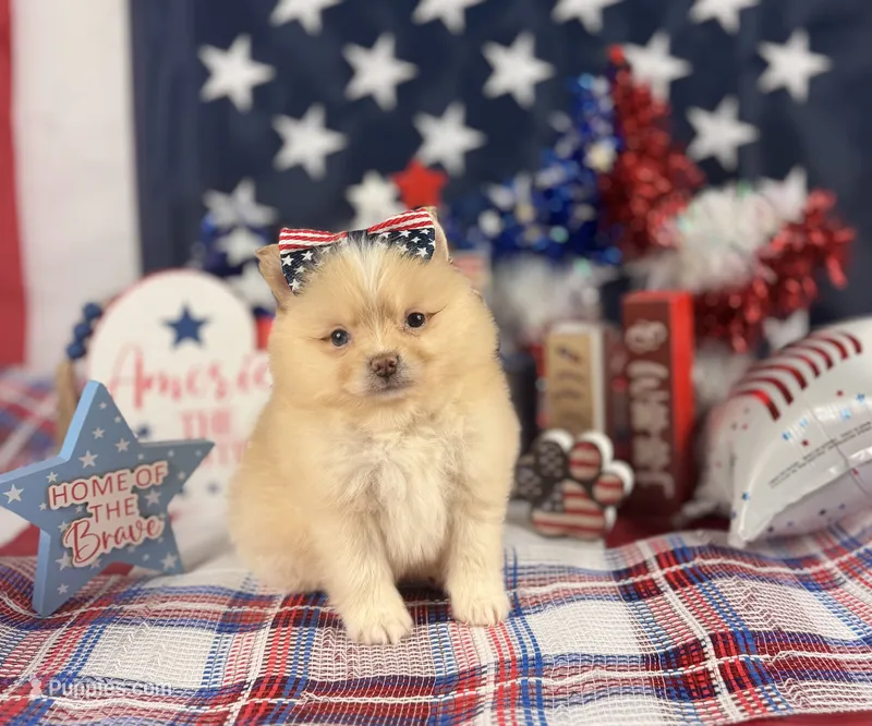 Cream Girl  – Pomeranian puppy for sale in Pearson, GA