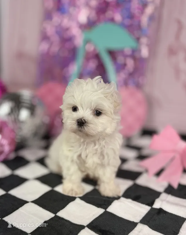 Micro male  – Maltese puppy for sale in Pearson, GA
