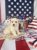 Toy Aussiedoodle girl, a female Poodle - Toy  and Toy Australian Shepherd for sale in Pearson, GA – 4 of 5