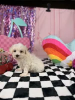 Tiny ivory boy, a male Maltipoo for sale in Pearson, GA – 4 of 4