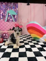 Toy Merle girl , a female Miniature Schnauzer for sale in Pearson, GA – 3 of 4