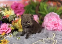 Tiny Sable boy , a male Pomeranian for sale in Pearson, GA – 2 of 5