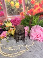 Tiny Sable boy , a male Pomeranian for sale in Pearson, GA – 3 of 5