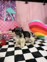 Toy black and white Parti , a female Miniature Schnauzer for sale in Pearson, GA – 4 of 4