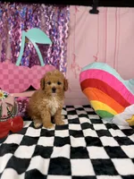 Apricot Toy Boy , a male Cavapoo for sale in Pearson, GA – 2 of 4