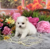 Cream Boy, a male Pomeranian for sale in Pearson, GA – 2 of 5