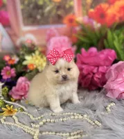 Cream Girl , a female Pomeranian for sale in Pearson, GA – 3 of 5