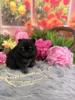 Male Pom , a male Pomeranian for sale in Pearson, GA – 3 of 4