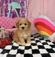 Apricot male Toy, a male Cavapoo for sale in Pearson, GA – 1 of 4