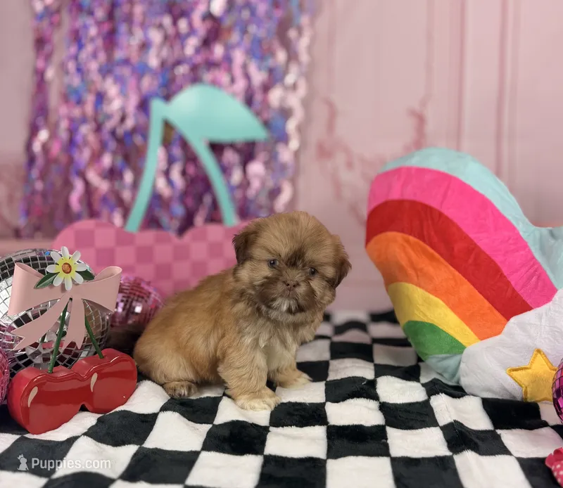 Liver Imperial Male – Shih Tzu puppy for sale in Pearson, GA