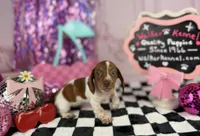 Blue eyed Red Piebald, a male Miniature Dachshund for sale in Pearson, GA – 2 of 4