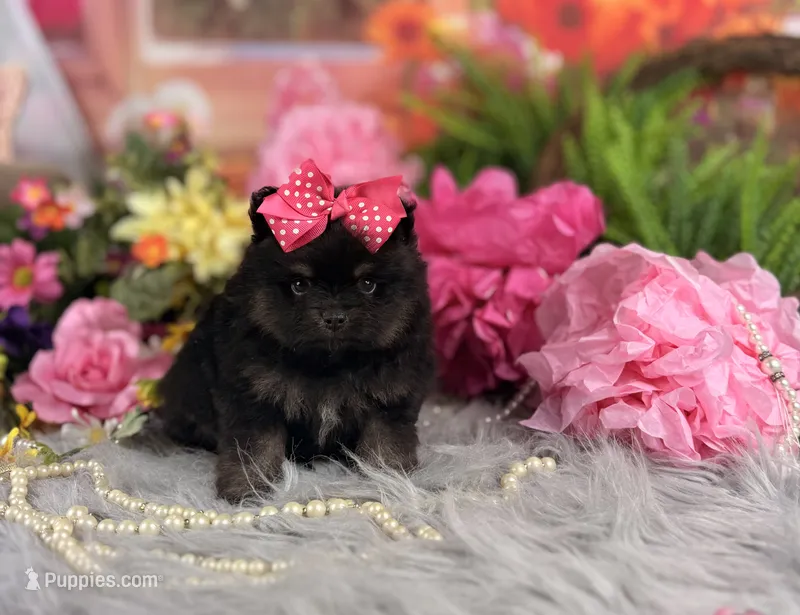 Girl Pom  – Pomeranian puppy for sale in Pearson, GA