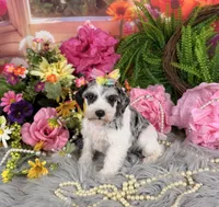 Parti Merle Girl, a female Miniature Schnauzer for sale in Pearson, GA – 2 of 4