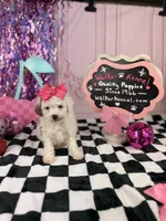 Toy female , a female Cavapoo for sale in Pearson, GA – 3 of 4