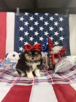 Tri female , a male Pomeranian for sale in Pearson, GA – 3 of 4