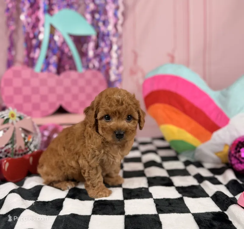 Toy red Boy – Miniature Goldendoodle puppy for sale in Pearson, GA