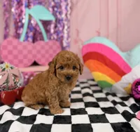 Toy red Boy, a male Miniature Goldendoodle for sale in Pearson, GA – 1 of 4