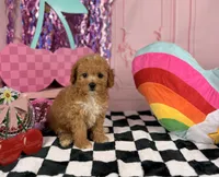 Apricot Toy Boy , a male Cavapoo for sale in Pearson, GA – 3 of 4