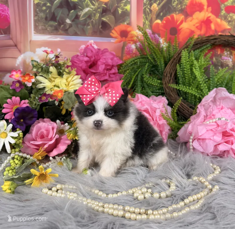 Parti Girl  – Pomeranian puppy for sale in Pearson, GA