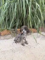 Tcup Merle Male , a male Poodle - Toy  for sale in Pearson, GA – 3 of 6