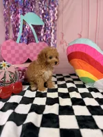 Apricot Toy Boy , a male Cavapoo for sale in Pearson, GA – 1 of 4