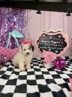 Toy female , a female Cavapoo for sale in Pearson, GA – 4 of 5