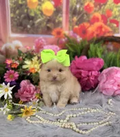 Cream girl , a female Pomeranian for sale in Pearson, GA – 2 of 3