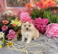 Cream Girl , a female Pomeranian for sale in Pearson, GA – 2 of 5