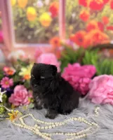 Male Pom , a male Pomeranian for sale in Pearson, GA – 2 of 4