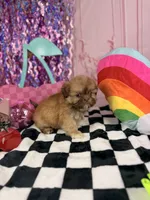 Liver Imperial Male, a male Shih Tzu for sale in Pearson, GA – 3 of 4