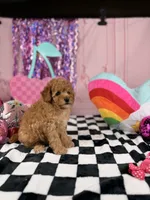 Toy male , a male Miniature Goldendoodle for sale in Pearson, GA – 3 of 4