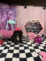 Toy Girl, a female Cavapoo for sale in Pearson, GA – 2 of 4