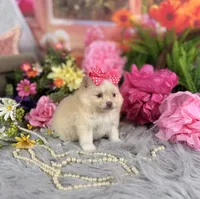 Cream Girl , a female Pomeranian for sale in Pearson, GA – 4 of 5