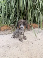 Tcup Merle Male , a male Poodle - Toy  for sale in Pearson, GA – 6 of 6