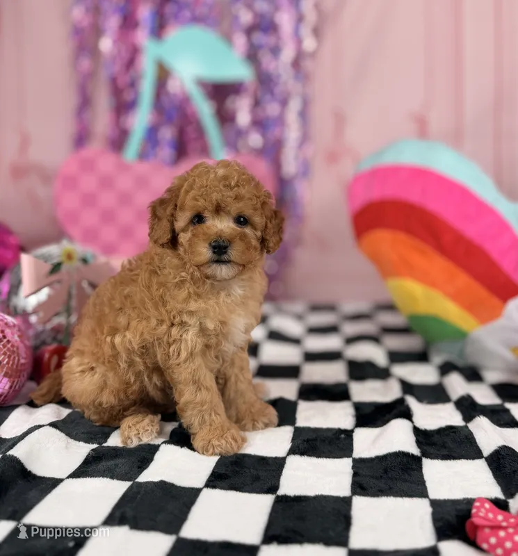 Toy male  – Miniature Goldendoodle puppy for sale in Pearson, GA