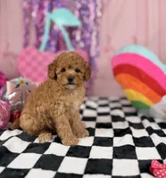 Toy male , a male Miniature Goldendoodle for sale in Pearson, GA – 1 of 4