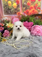 Cream Boy, a male Pomeranian for sale in Pearson, GA – 5 of 5