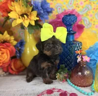 Tiny Girl, a female Shorkie for sale in Pearson, GA – 2 of 4