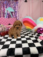 Toy red Boy, a male Miniature Goldendoodle for sale in Pearson, GA – 3 of 4